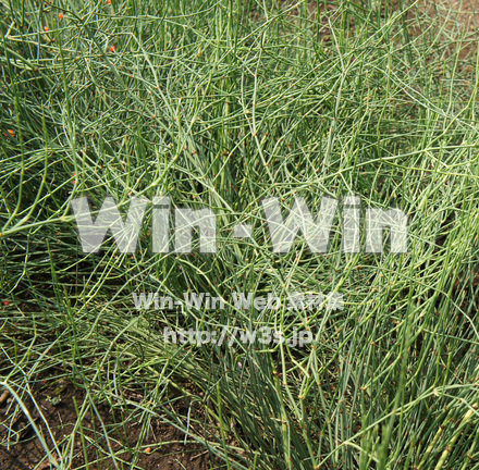 マオウの写真素材 W-018143