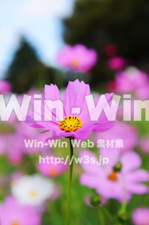 コスモスの写真素材 W-018145