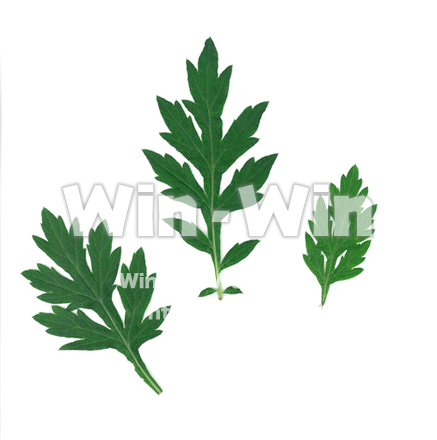 よもぎの葉の写真素材 W-019892