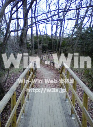 生田緑地緑道の写真素材 W-018649