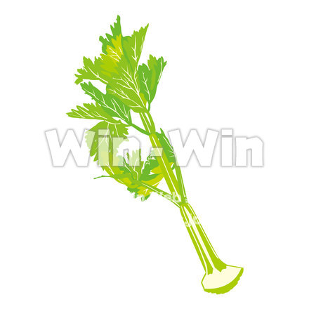 セロリのCG・イラスト素材 W-019294