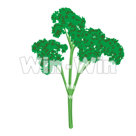 パセリのCG・イラスト素材 W-019298