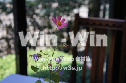 コスモスの写真素材 W-018224