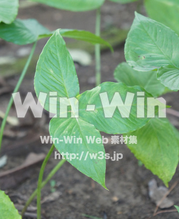 オオハンゲの写真素材 W-018144