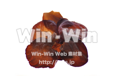 キクラゲの写真素材 W-018106