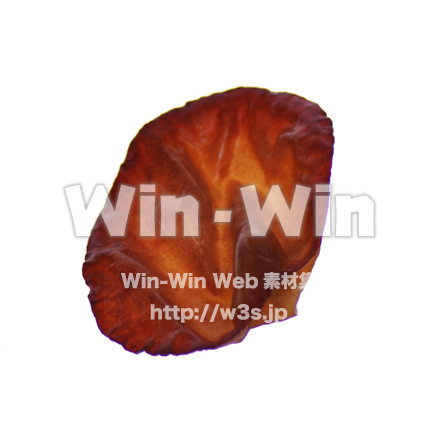 キクラゲの写真素材 W-018107