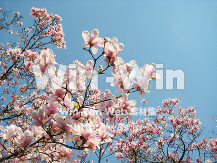 モクレンの花の写真素材 W-019553