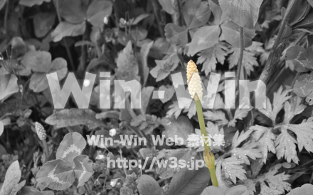 壁紙　つくしの写真素材 W-018462