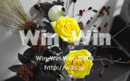 壁紙_月見花の写真素材 W-018480