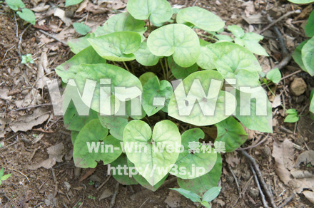 ウスゲサイシンの写真素材 W-018142