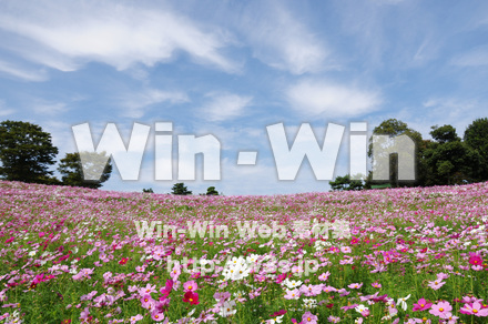 コスモス畑の写真素材 W-018156