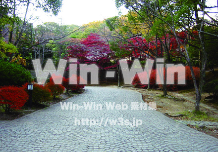 生田緑地紅葉の写真素材 W-018616