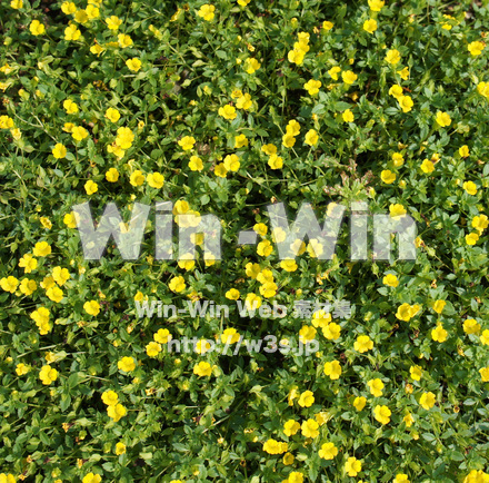 メカルドニア イエロークロサイトの写真素材 W-018160