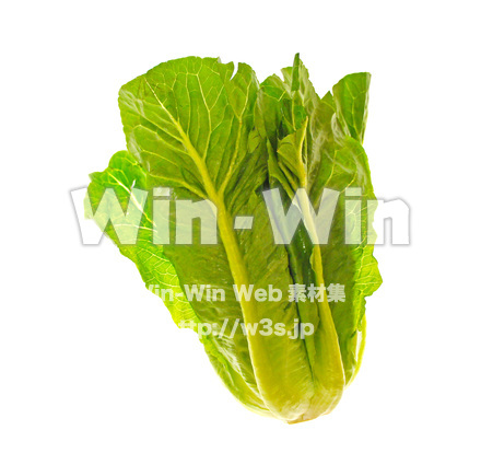 ロメインレタス（コスレタス）の写真素材 W-018099