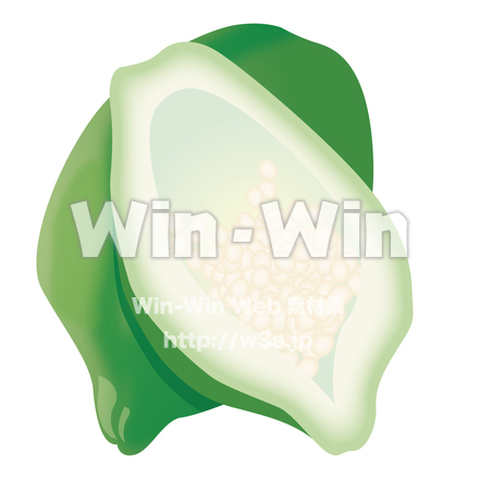 青パパイヤのCG・イラスト素材 W-019822