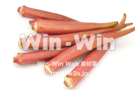 紅オクラの写真素材 W-021083