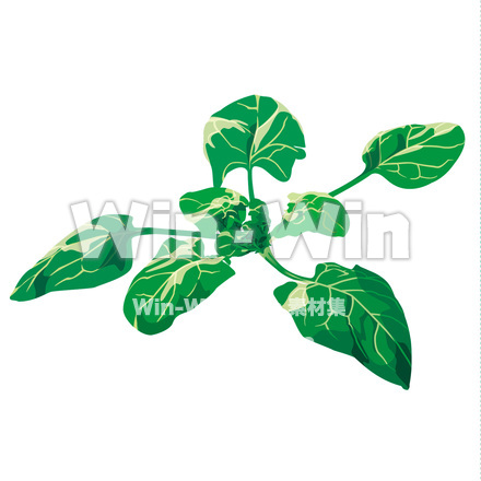 ちぢみほうれん草のCG・イラスト素材 W-020265