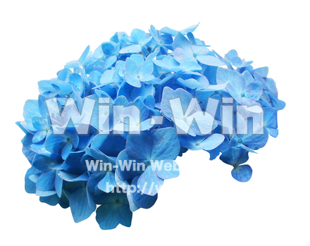 あじさい切抜の写真素材 W-021963