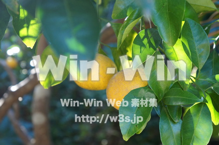 柑橘系の実の写真素材 W-021544