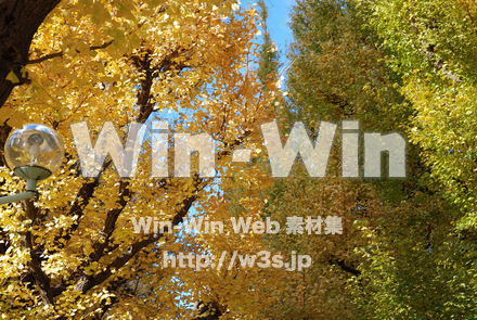 外苑前銀杏並木にての写真素材 W-021753