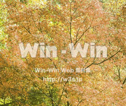 紅葉（黄）の写真素材 W-021166