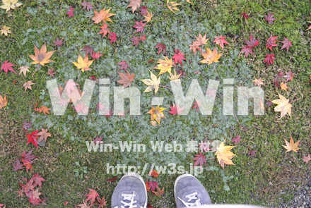 足元の落ち葉の写真素材 W-021512