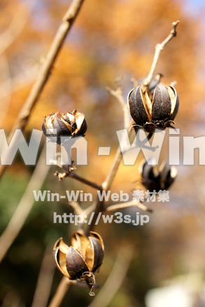 種の写真素材 W-021208