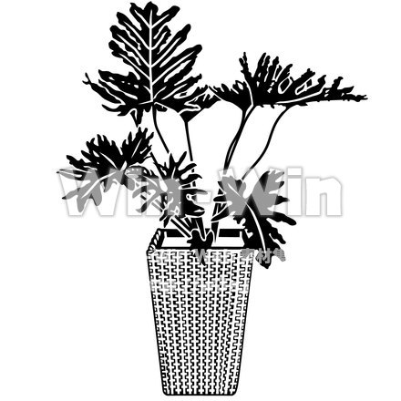 フィロデンドロン・セロームのシルエット素材 W-020147