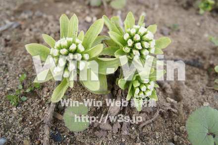 ふきのとうの写真素材 W-021991