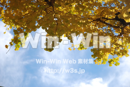 外苑前銀杏並木にての写真素材 W-021751