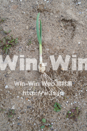 にんにくの写真素材 W-021993