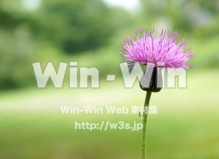 アザミの写真素材 W-021207