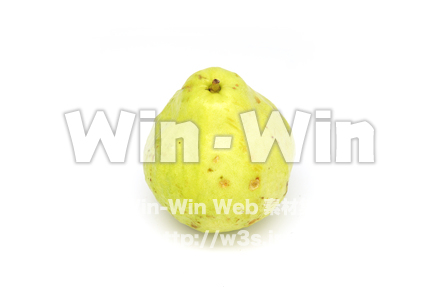 沖縄産グァバの写真素材 W-021116