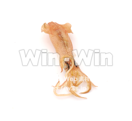 ベイカの丸干しの写真素材 W-021356