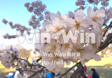 さくらの写真素材 W-020588