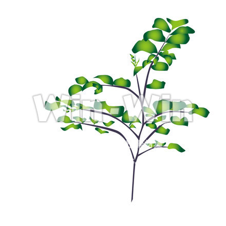 甘草のCG・イラスト素材 W-021874