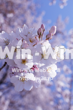 桜の写真素材 W-021203