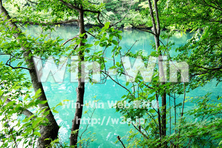 緑の沼の写真素材 W-021206