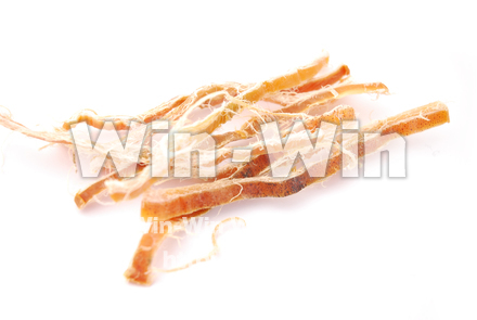 スルメイカの写真素材 W-021353