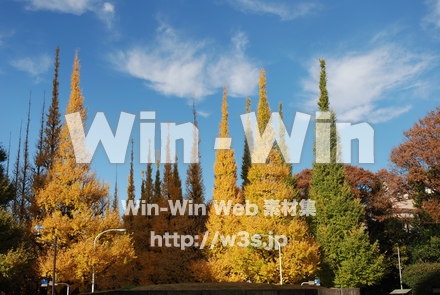 外苑前銀杏並木にての写真素材 W-021754