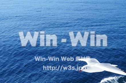 カモメの写真素材 W-021579