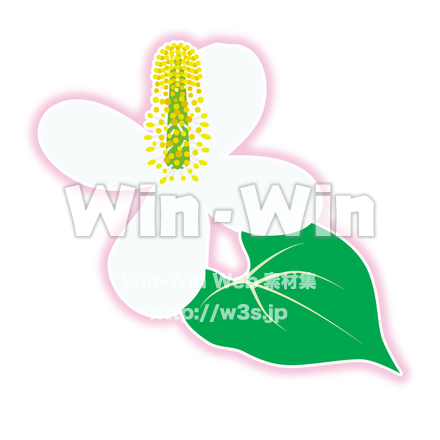 ドクダミの花のCG・イラスト素材 W-021249