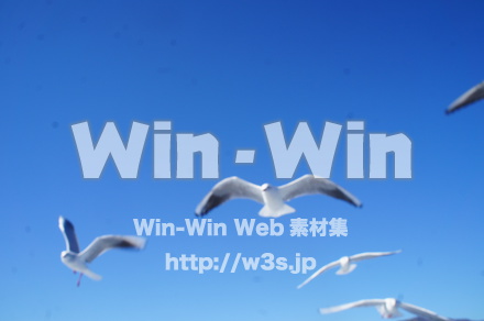 カモメの写真素材 W-021567