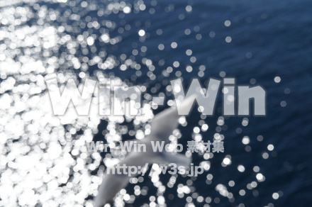 カモメの写真素材 W-021569