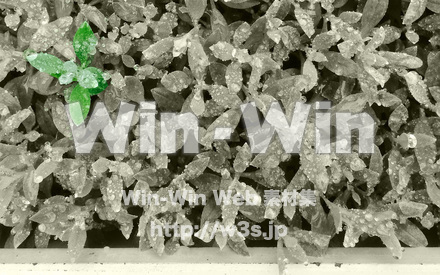 はっぱの写真素材 W-021233