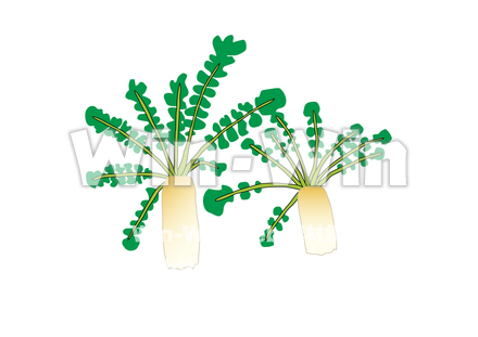 大根のCG・イラスト素材 W-021491