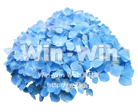 あじさいの花切抜の写真素材 W-021962