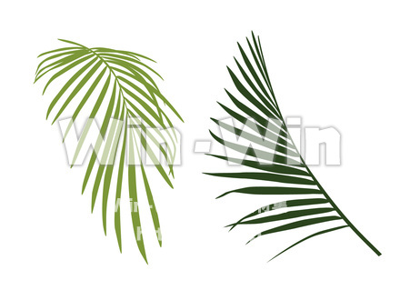 ヤシの葉のCG・イラスト素材 W-020286