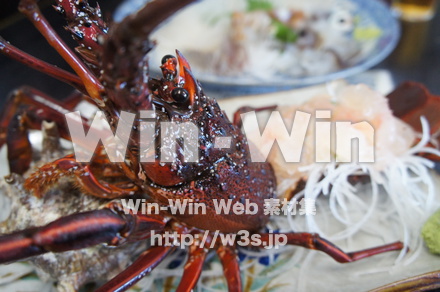 伊勢エビの写真素材 W-021528