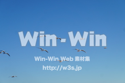 カモメの写真素材 W-021578